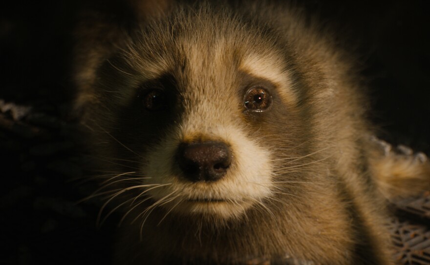 Baby Rocket (voiced by Bradley Cooper), one of the film's subtle, understated appeals to emotion.