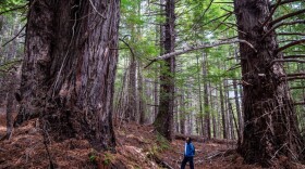 Save the Redwoods League has donated more than 500 acres of redwood forestland to the InterTribal Sinkyone Wilderness Council, a coalition of Native tribes that have been connected to the land for thousands of years.