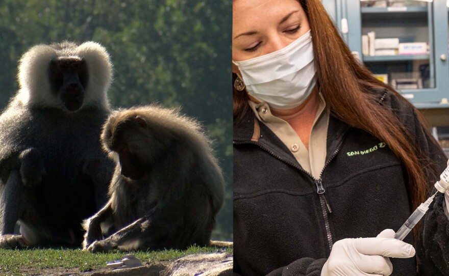 Since the beginning of the year more than 260 animals including tigers, leopards, gorillas, baboons and hyenas have been vaccinated at the San Diego Zoo.