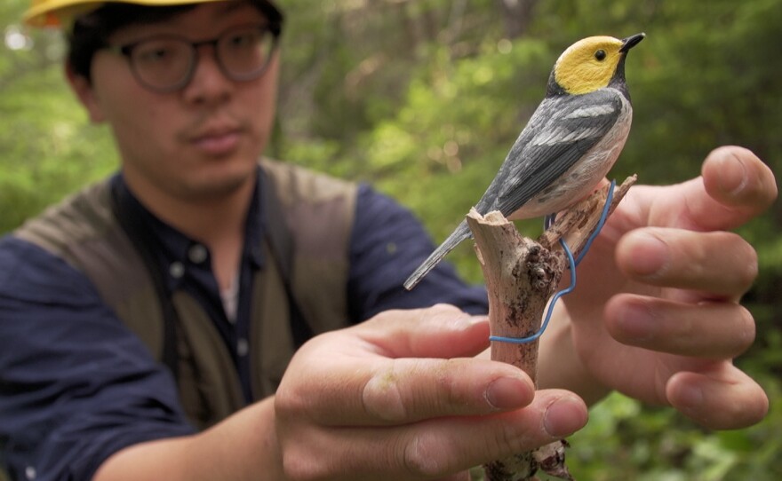 Oregon State University doctoral student Hankyu Kim sets up a decoy of a hermit warbler. Songbird populations have been declining, and rising temperatures are one reason.