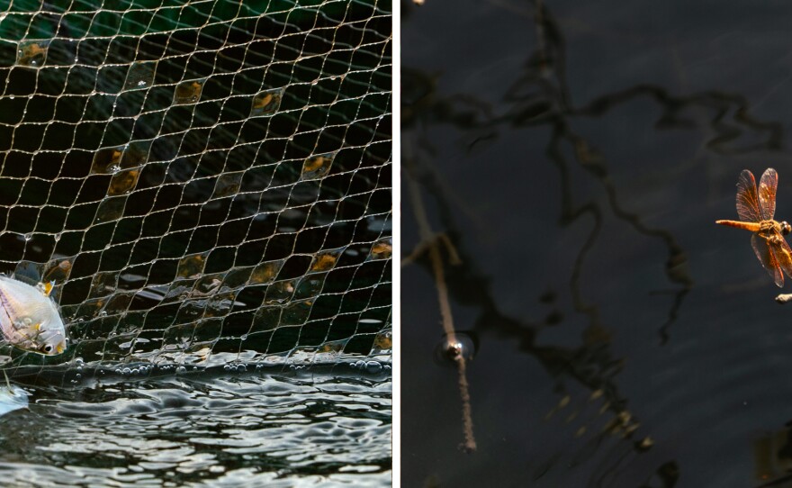 Mangroves protect an enormous number of different species. Such biodiversity makes mangrove ecosystems more resilient to stressors, including pollution and increasingly powerful storms.