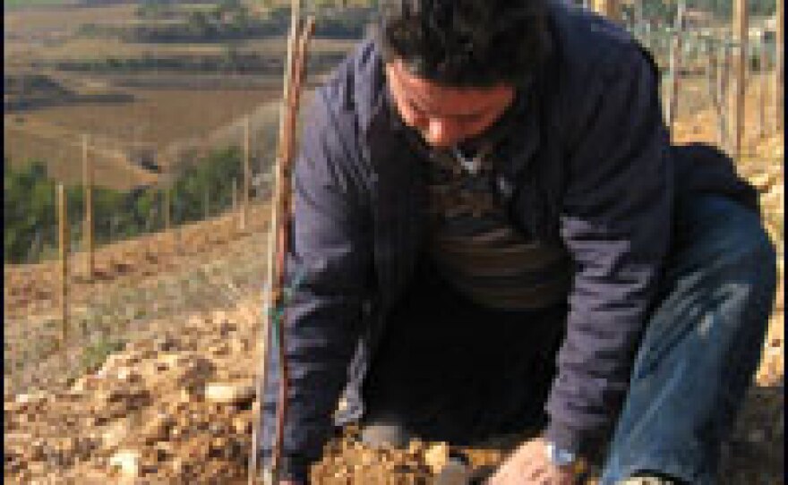 Winegrower Joan Pages tends the vines of Gramona's vineyards in the Penedes Valley near Barcelona.