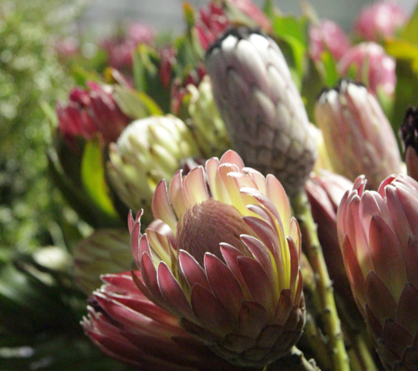 Rainbow Protea