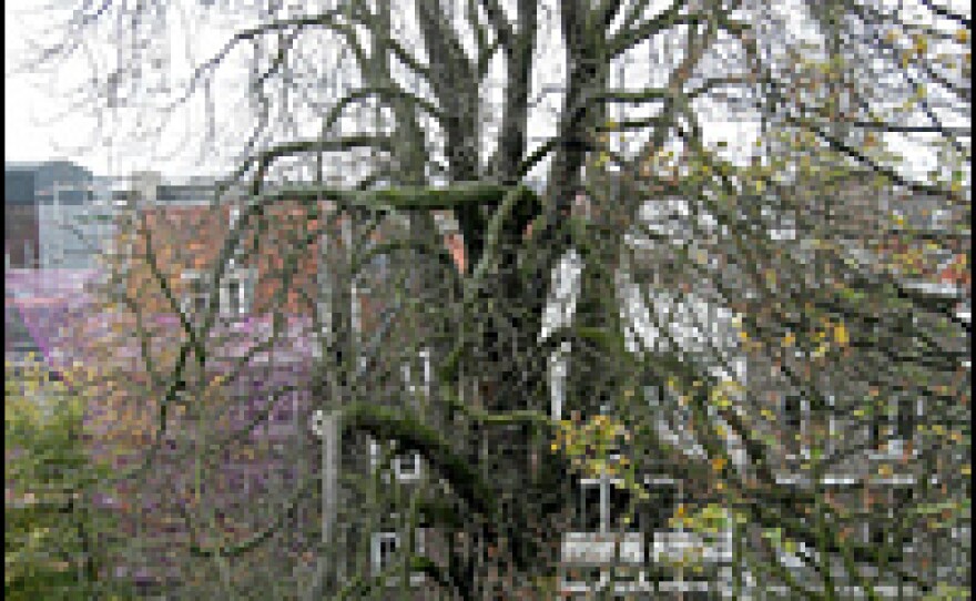 The chestnut tree in the backyard of the house in Amsterdam where Anne Frank and her family hid during World War II, seen on Nov. 16, 2007.