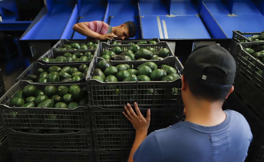 A worker selects avocados at a packing plant in Uruapan, Mexico. The U.S. Department of Agriculture has temporarily suspended inspection of avocados from this region of Mexico after one inspector was threatened.