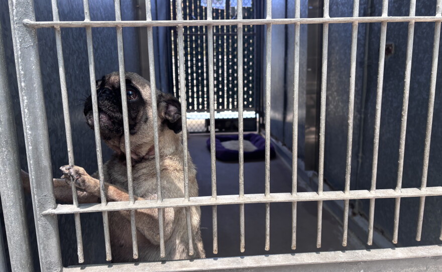 A dog at the county's Bonita shelter greets visitors in their kennel on July 9, 2026.