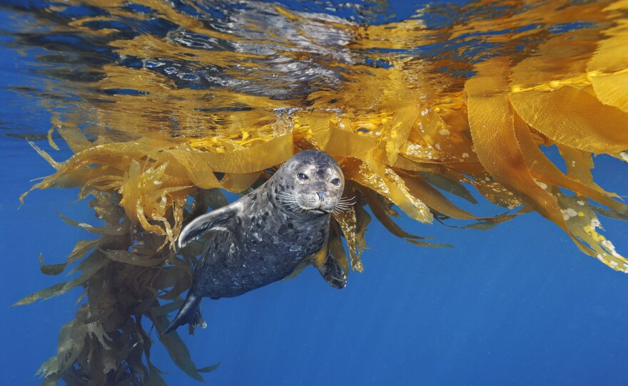 A juvenile harbor seal plays near the surface of the kelp forest at Cortes Banks, located off the coast of San Diego, Calif. SEA CHANGE: THE GULF OF MAINE, A NOVA SPECIAL PRESENTATION premieres Wednesdays, July 24 - Aug. 7, 2024 on PBS.