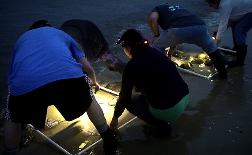 Citizen science volunteers coordinated by Nature Conservancy New Jersey use meter-square measures to count the number of male and female horseshoe crabs. The annual crabs surveys on full moon nights in late spring and early summer gather data that helps shape conservation policies protecting both the crabs and the migrating birds who rely on their eggs are thriving.