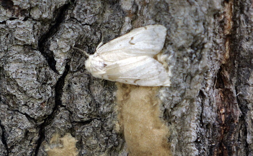 A female Lymantria dispar moth lays her eggs on the trunk of a tree in Connecticut in 2008. In July 2021, the Entomological Society of America announced it was dropping the common name of this destructive insect that is also an slur against a group of people: the gypsy moth.