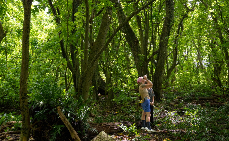 The Nature Conservancy's Alexandra Corti searches the forest with binoculars. At most, only a few dozen people stay on Palmyra Atoll at a time, living temporarily at the small research station.