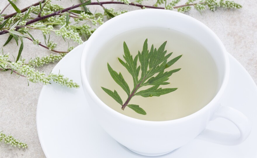 Tea made from the wormwood plant. Wormwood tea has been used as a remedy for fever, liver and gall bladder ailments — and now it's being tested for the flatworm infection schistosomiasis.