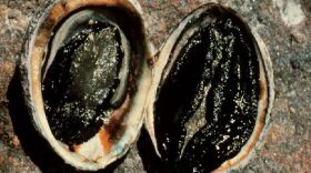 Diseased and healthy black abalone, which was declared an endangered species in 2009.