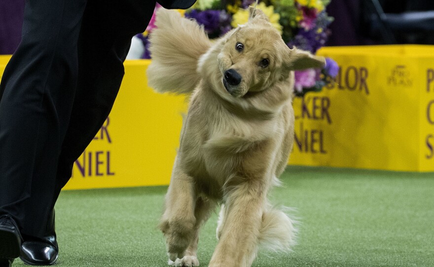 A golden retriever attempts to maintain composure, cheeks flopping to and fro, as it trots for the judge's appraisal.