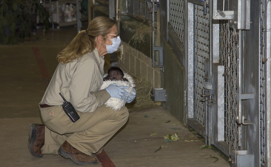 Senior keeper April Silldorff showed the baby gorilla to other members of the gorilla troop, including mother Imani, at the San Diego Zoo Safari Park on March 21, 2014.