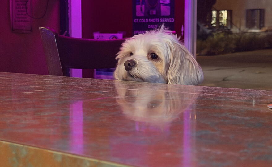 A dog sits at the bar at Cheers in University Heights. According to Voice of San Diego reporter and dive bar enthusiast Jakob McWhinney, a dive bar is a place "where you can be known" and where people build community.
