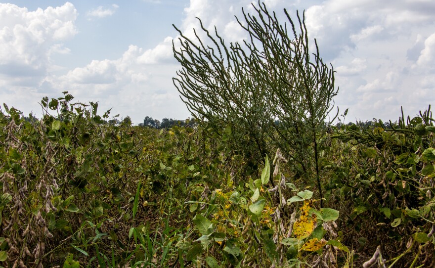 A farmer's nightmare weed, glyphosate-resistant Palmer amaranth, or pigweed, sprouts in a soybean field in Arkansas. Its evolution has farmers looking for new weedkilling strategies.