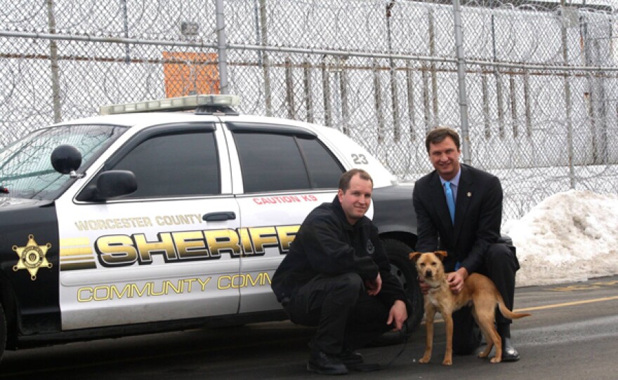 Nikita, adopted from a Massachusetts animal shelter, stars in “Partners For Life,” an upcoming episode of the PBS series SHELTER ME. Worcester County Sheriff's Department in central Massachusetts turned to Sterling Animal Shelter when there wasn't enough money in the budget to replace its retiring tracking dogs. The department covers 60 towns, a prison and a million people. With drug overdose deaths in Massachusetts rising, including 1,200 last year, the department needed a good drug detection dog. Sheriff Lewis G. Evangelidis sent Lt. Tom Chabot to find a shelter dog that was young, friendly, enthusiastic, smart and free. Chabot came back with Nikita.