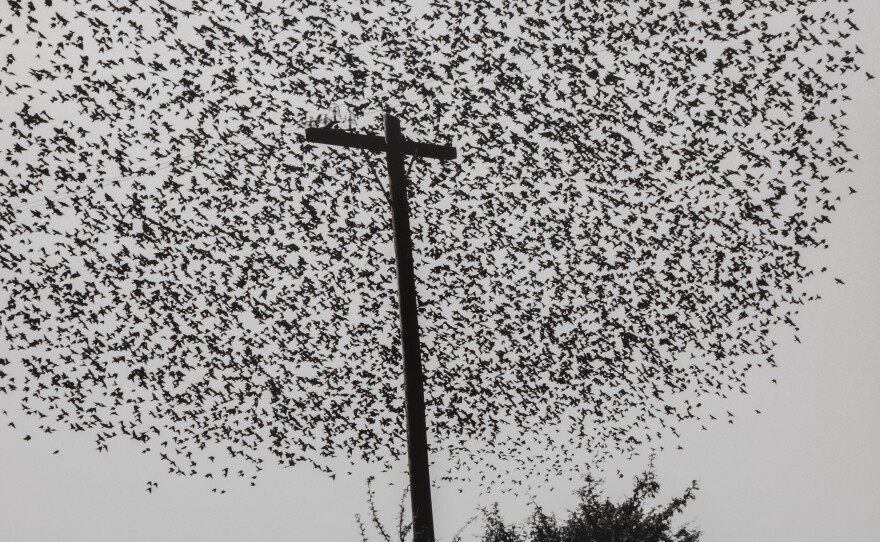 <em>Birds on the Pole</em>.