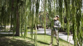 Arborist Tyler Hajosy trims a willow at San Diego State University, Oct. 7, 2016. Water, sun protection and EMT training help him withstand daily heat.