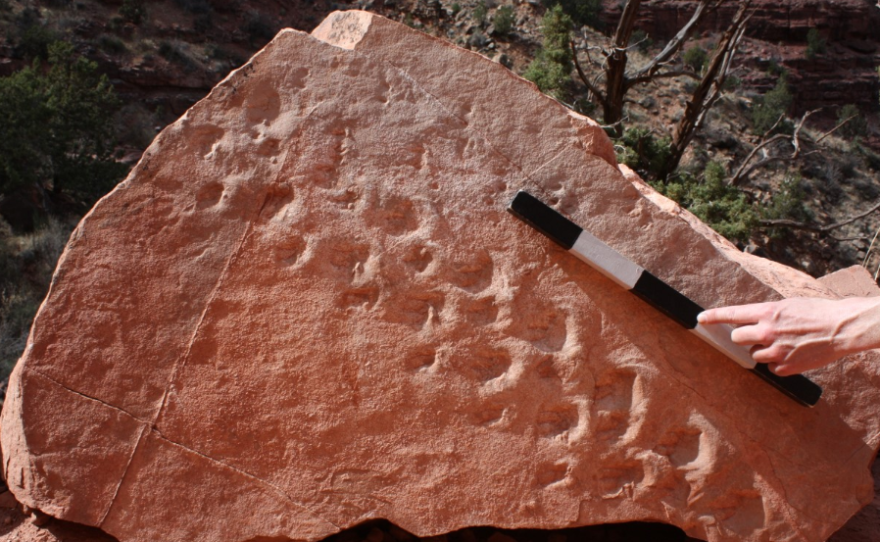 The two sets of footprints "are among the oldest tracks on Earth of shelled-egg-laying animals, such as reptiles, and the earliest evidence of vertebrate animals walking in sand dunes," paleontologist Stephen Rowland said.