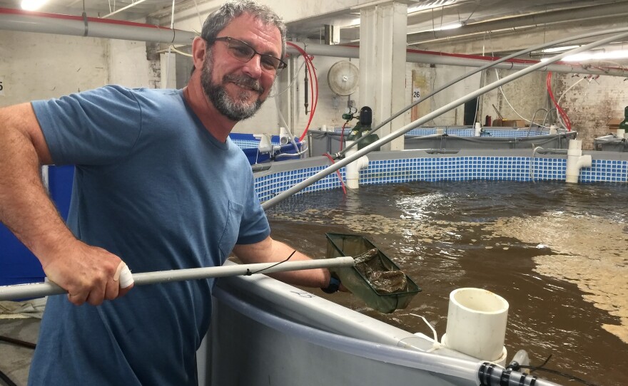 Jean Claude Frajmund, the owner of Eco Shrimp Garden in Newburgh, N.Y., is raising shrimp indoors. He is working on doubling production to 300 pounds a week.