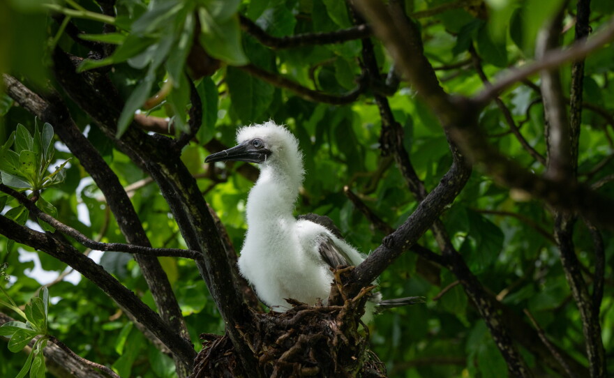 A juvenile red-footed booby sits on a nest. Palmyra Atoll has one of the largest red-footed booby populations in the world.