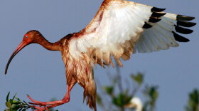An oiled white ibis lands on an island in Barataria Bay off the coast of Louisiana June 8.