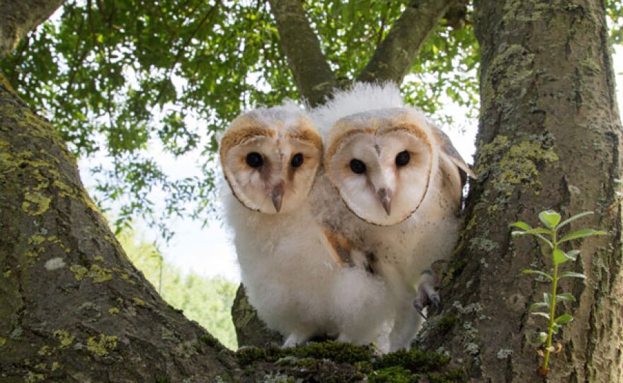 Barn owl chicks Luna and Lily sitting in a tree.