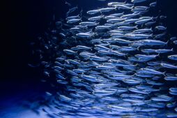 Lecture Series Highlights Scripps Oceanography Research in "Living Seas"