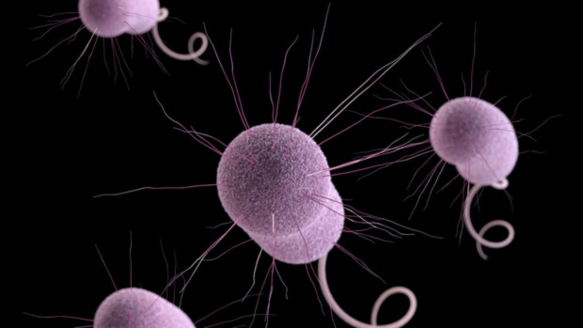 Hunting the nightmare bacteria video worksheet