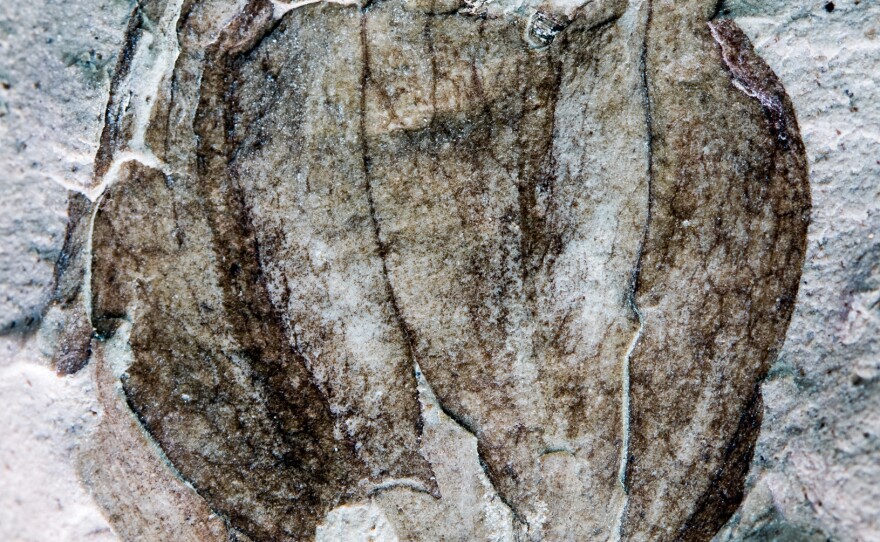 This ancient tomatillo fossil displays characteristic papery, lobed husk and vein details.