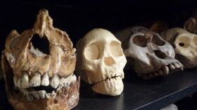 This definitive three-part special on human evolution combines interviews with renowned scientists and the most recent, groundbreaking discoveries with vivid images of our earliest ancestors to tell the first comprehensive story of our human past. Pictured: Examples of the work of paleoartist Viktor Deak.
