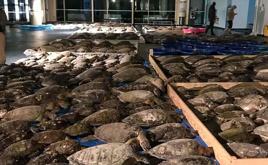 Some of the thousands of cold-stunned sea turtles rescued in South Padre Island, Texas. Volunteers are continuing to rescue the creatures amid freezing temperatures and widespread power outages.
