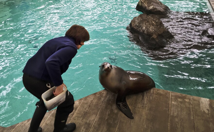 Kathy Streeter has been working with marine mammals since 1973.