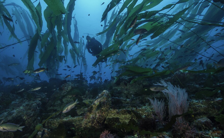 A diver in a kelp forest in California's Channel Island National Park, where several of the state's marine protectedareas are located.