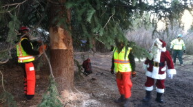 Crews cut down the national Christmas tree, carefully. To prevent it from falling over, they put a sling around it and hoisted it onto a flatbed truck.