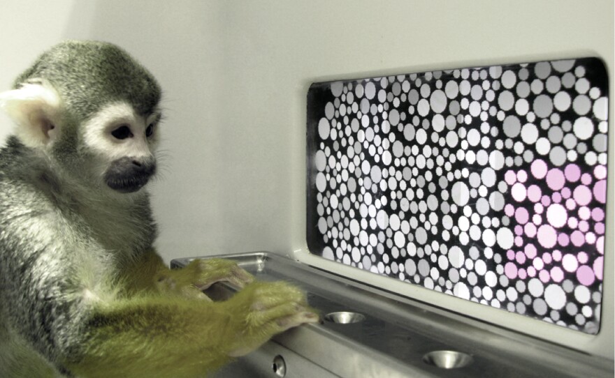 Dalton the squirrel monkey during the color vision test.