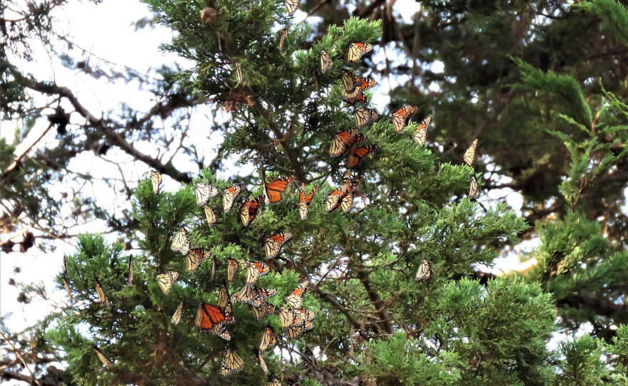 Migrating butterflies in a tree in California.