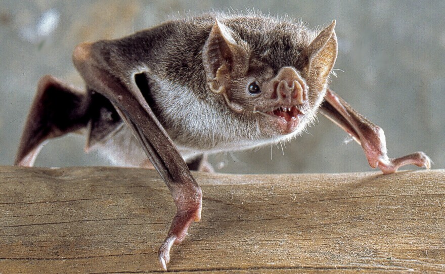 Vampire bats are the only bats that can run on all fours. And they do it by running on their thumbs!