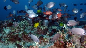 Ocean acidification causes ecosystems and marine biodiversity to change. It has the potential to affect food security and limit the capacity of the ocean to absorb CO2 from human emissions. 