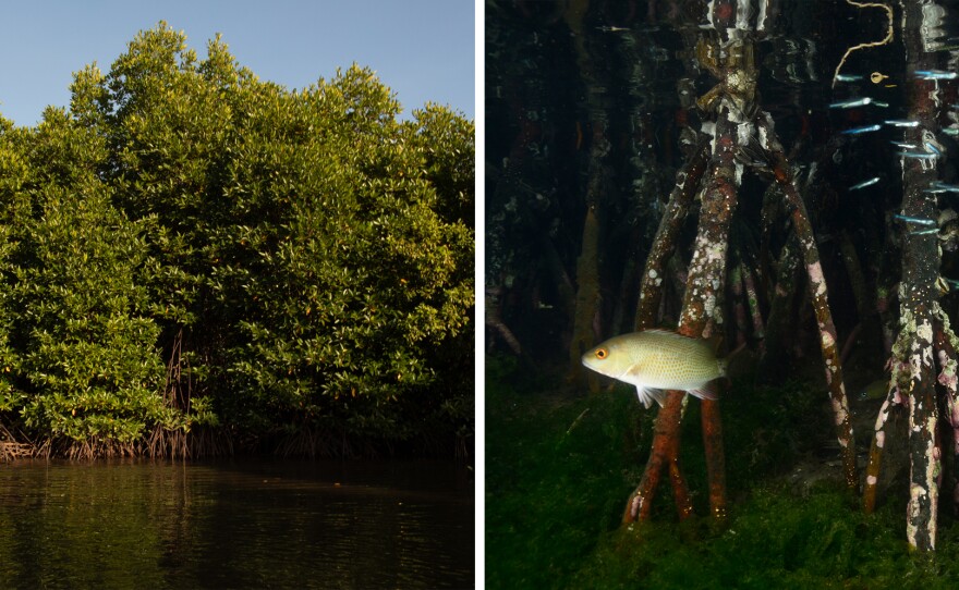 All over the globe, mangroves protect shorelines from erosion and storm surge. They also provide excellent habitat for many creatures, including fish. "The majority of the fishes that we eat are supported by mangroves," says Radhika Bhargava Gajre, a coastal geographer and mangrove researcher at the National University of Singapore.