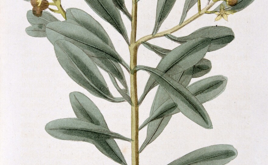 A hand-colored engraving of cinnamon from Nature Displayed by Simeon Shaw. (London, 1823).
