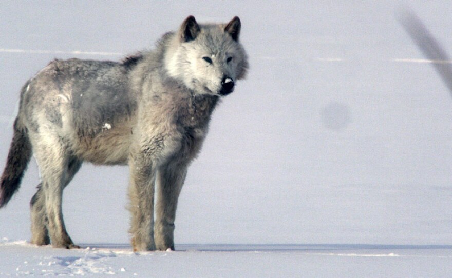 Alpha male wolf on snow.