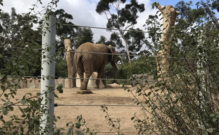Shaba the elephant at the San Diego Zoo, Nov. 28, 2018.