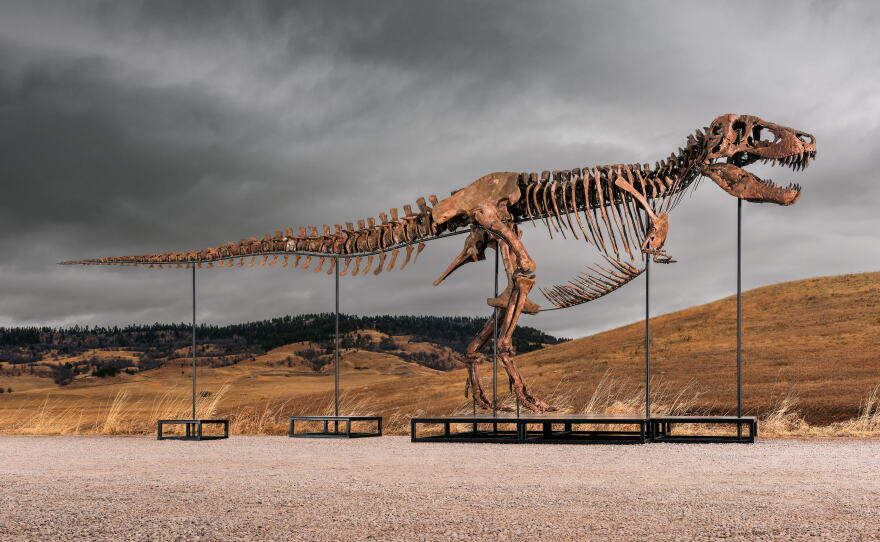 This undated photo provided by Sotheby's on Tuesday, July 14, 2026, shows "Gus," one of the largest and most complete Tyrannosaurus rex specimens ever discovered.