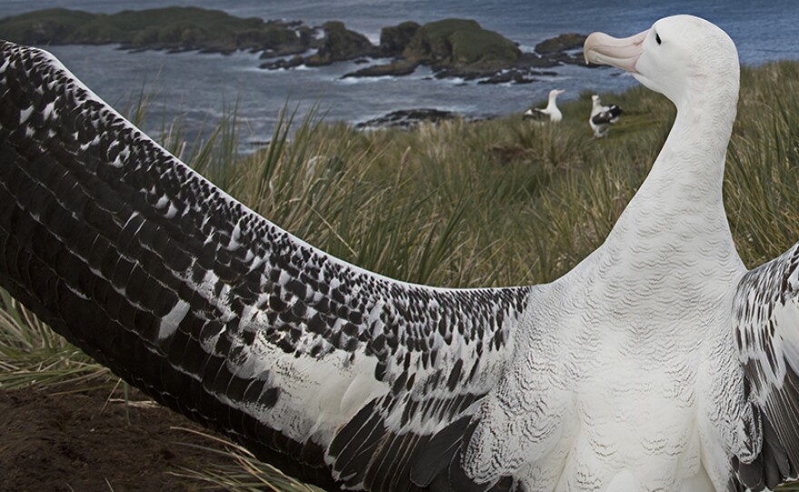 The wandering albatross has the longest wingspan of any bird.