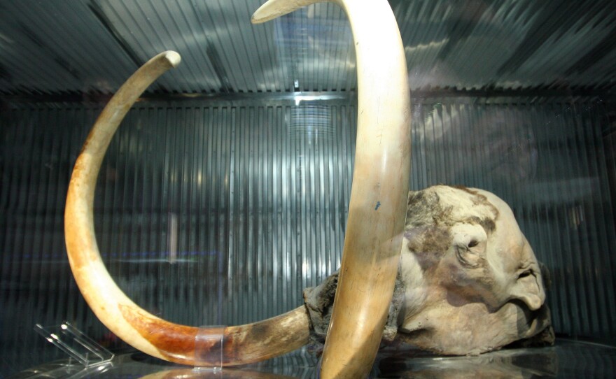 DNA from mammoth teeth found preserved in permafrost in Siberia is over 1,000,000 years old and was the oldest to ever be sequenced.