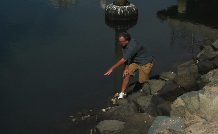 Jeff Crooks pointing at pacific oysters in San Diego Bay