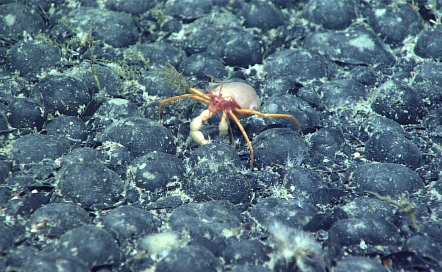 Nodules on the seafloor provide a hard surface in an otherwise muddy environment. Up to a third of deep sea marine life depend on nodules in some way.