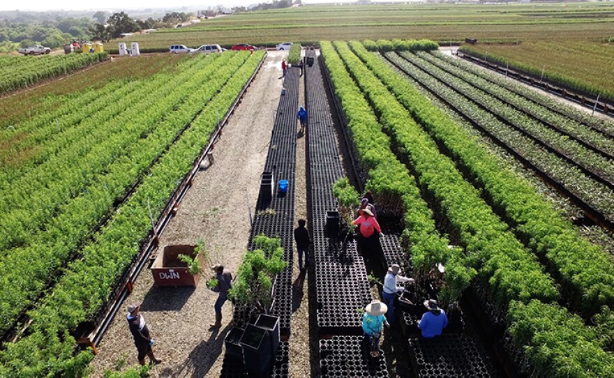 Aerial view of trees at Dave Wilson Nursery near Modesto, Calif., one of the largest growers of deciduous fruit, nut and shade trees in the United States.